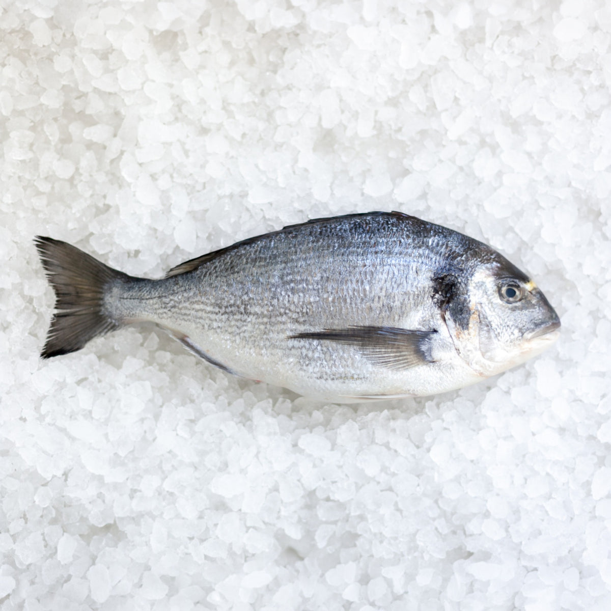 Whole Sea Bream